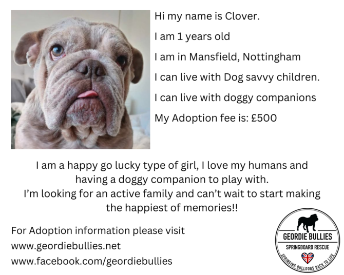 Clover – Ready for Adoption! – Midlands