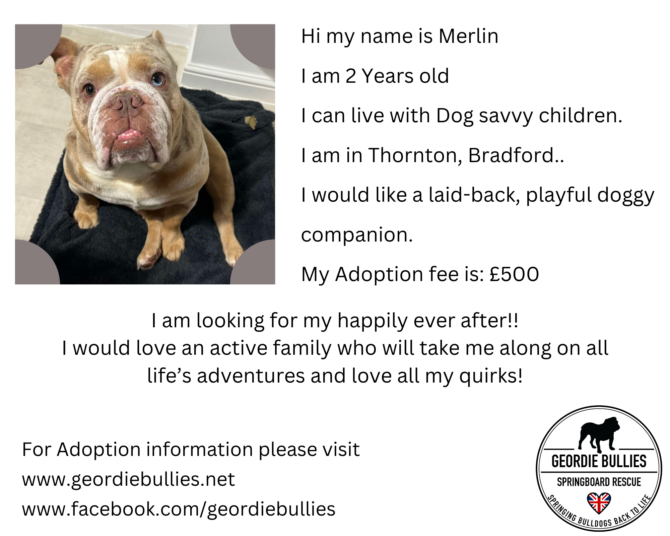 Merlin – Ready for Adoption – Yorkshire & Humberside