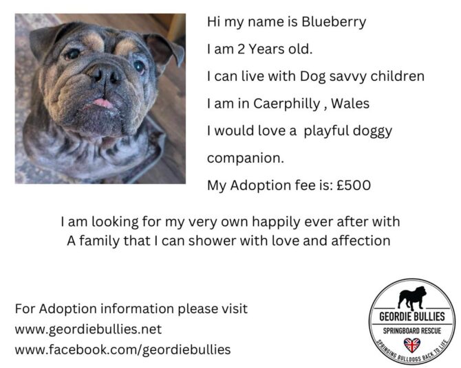 Blueberry – Ready for Adoption! – Wales