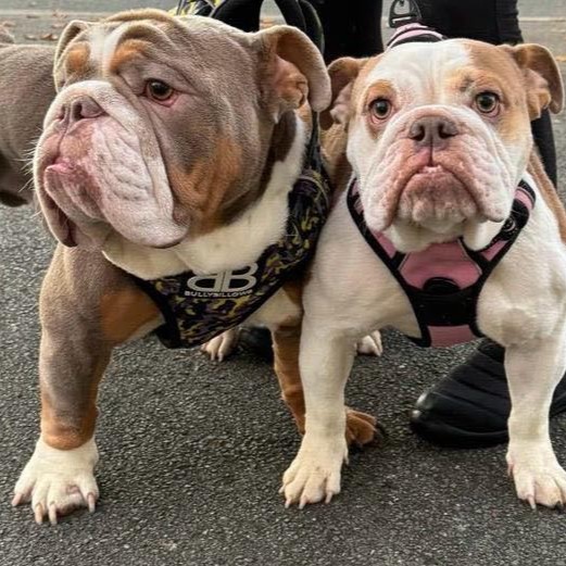 Pablo & Cookie – In foster – Yorkshire