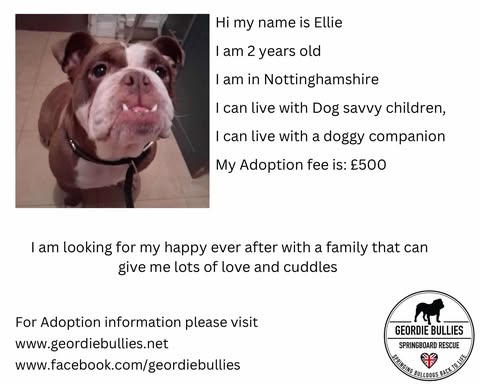 Ellie – Ready for Adoption – Midlands