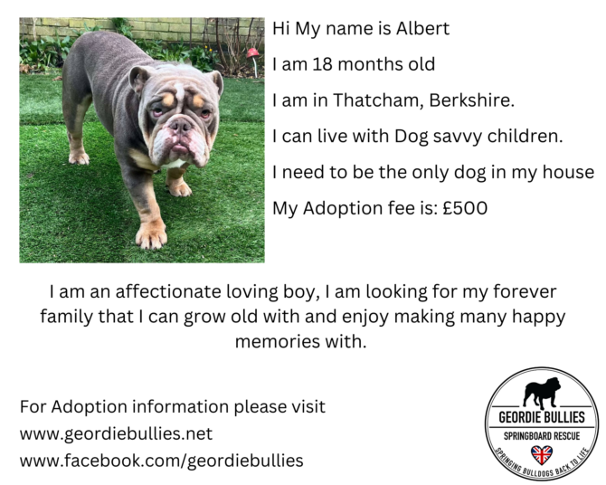 Albert – Ready for Adoption! – South East