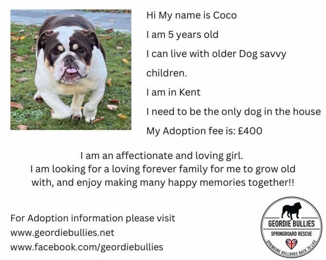 Coco – Ready For Adoption – South East