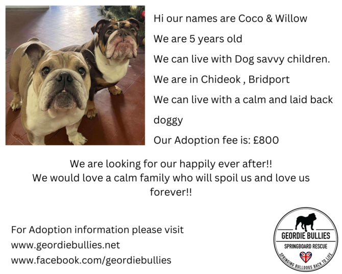 Coco & Willow – Ready for Adoption! – South West