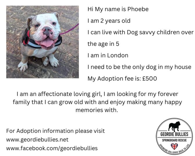 Phoebe – Ready for Adoption – South East