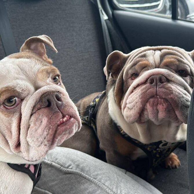 Pablo & Cookie – In Foster – South East