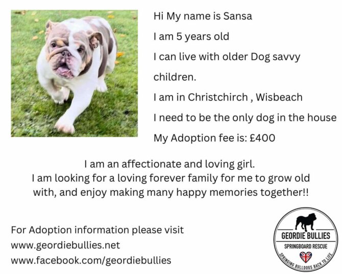 Sansa – Ready for Adoption! – Midlands