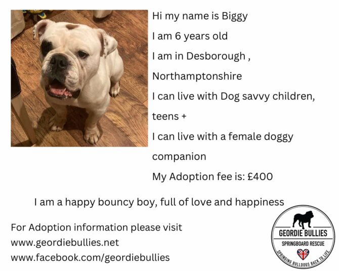 Biggy – Ready for Adoption! – Midlands