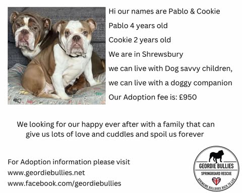 Pablo & Cookie – Ready for Adoption! – Midlands