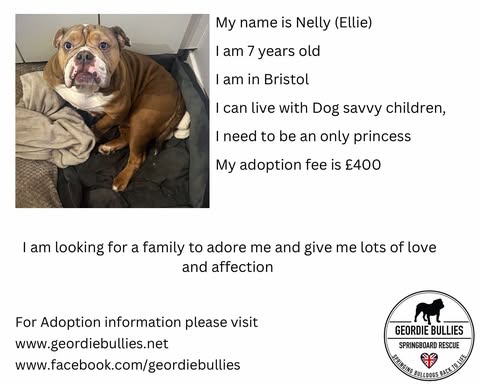 Nelly – Ready for Adoption!- South West