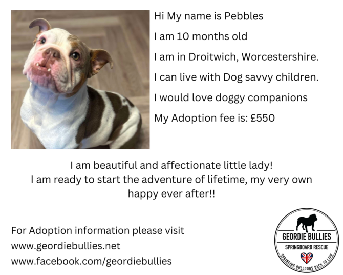 Pebbles – Ready for Adoption – Midlands