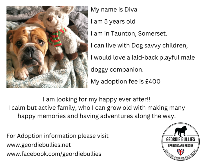 Diva – Ready for Adoption!- South West