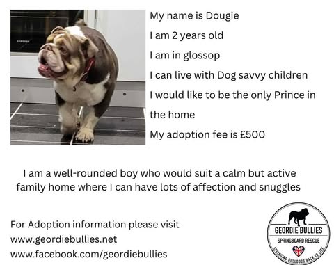 Dougie – Applications Now Closed – Yorkshire & Humberside