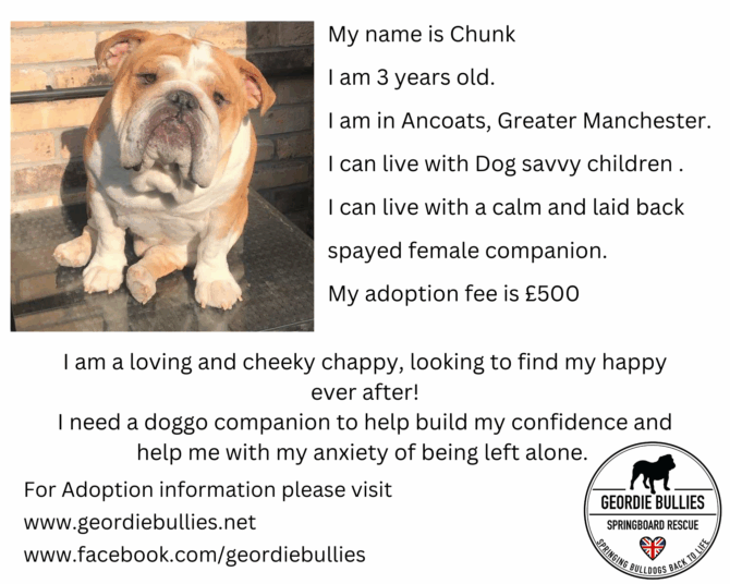 Chunk – Ready for Adoption!- North West