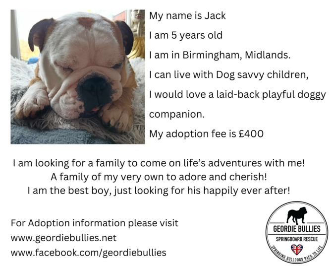 Jack – Ready for Adoption! – Midlands