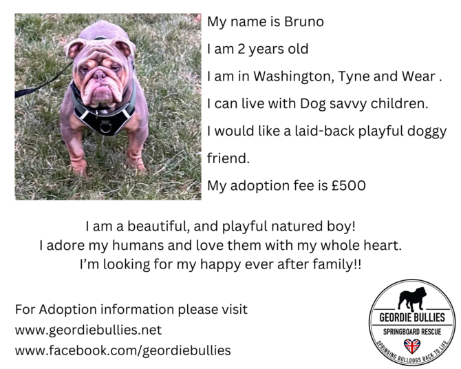 Bruno – Applications Now Closed! – North East