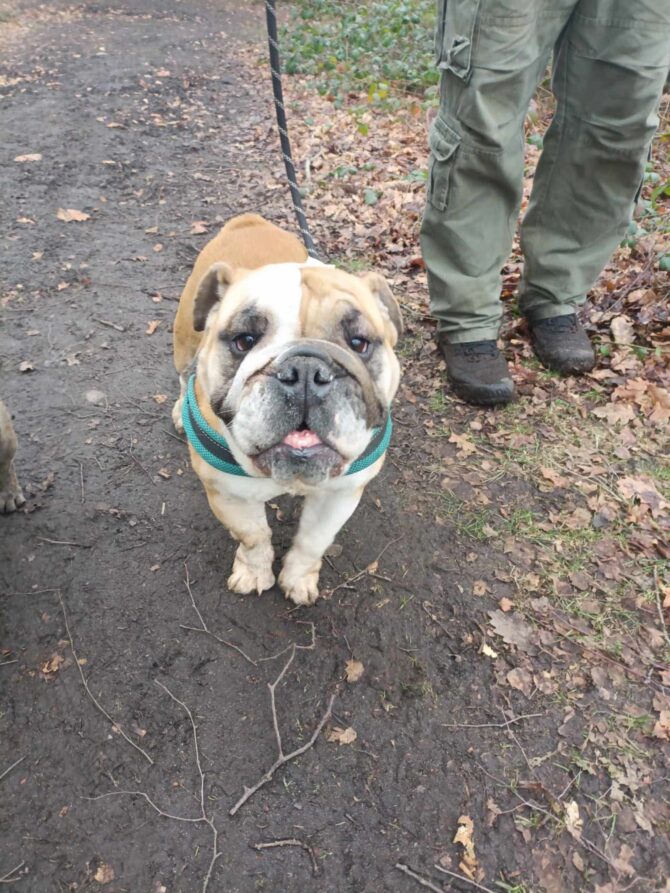 Abby – In Foster – Midlands