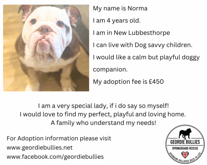Norma- Ready for Adoption! – Midlands