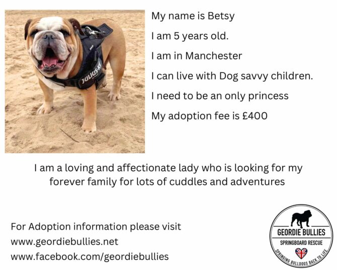 Betsy – Ready for Adoption! – Midlands