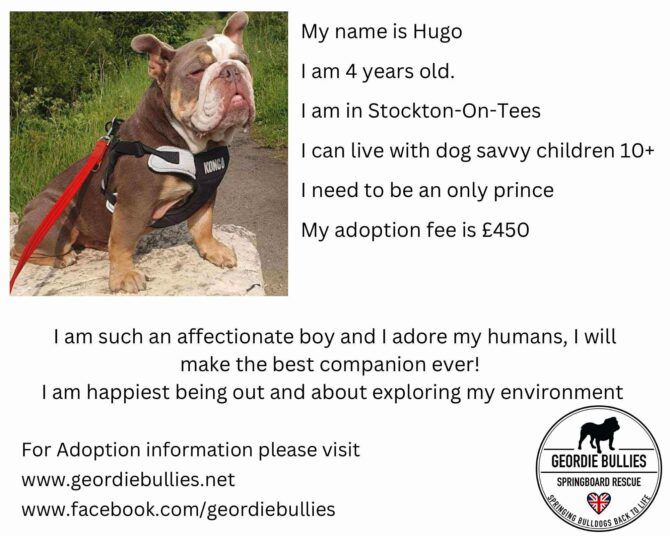 Hugo – Ready for Adoption! – North East
