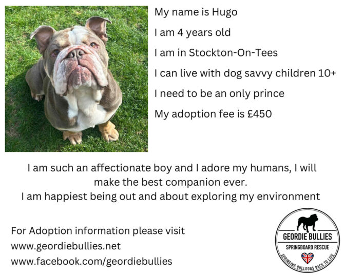 Hugo – Ready for Adoption! – North East
