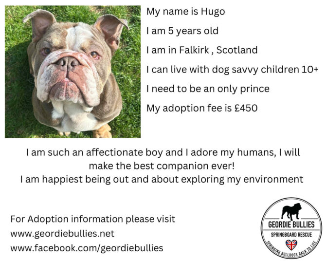 Hugo – Ready for Adoption! – Scotland