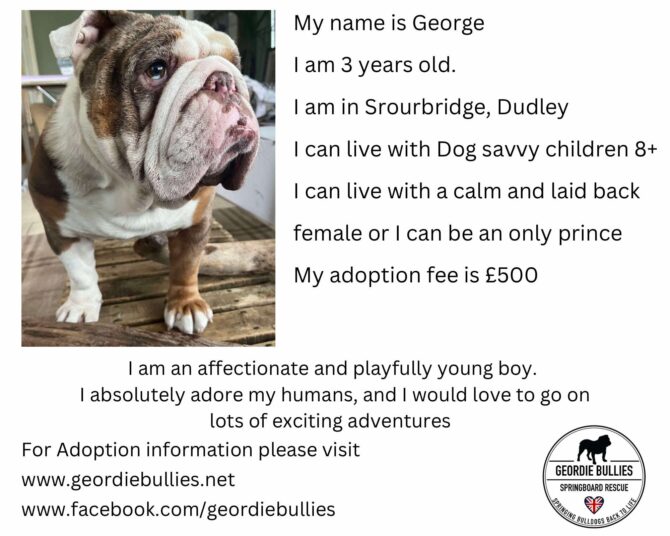 George – Ready for Adoption! – Midlands