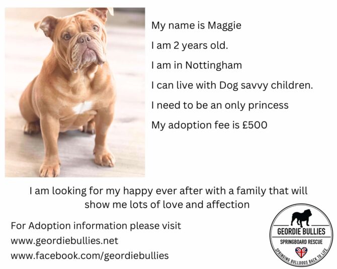Maggie – Ready for Adoption! – Midlands