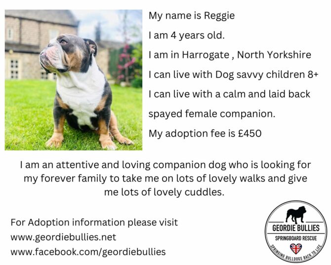 Reggie – Ready for Adoption! – Yorkshire