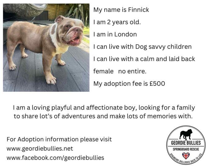 Finnick – Ready for Adoption! – South East