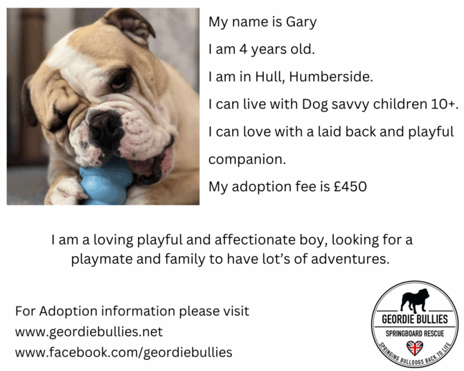 Gary – Ready for Adoption! – Yorkshire & Humberside