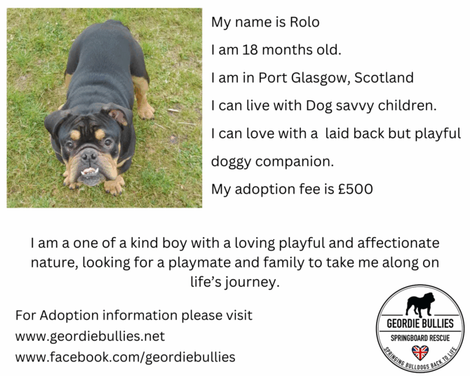 Rolo- Ready for Adoption! – Scotland
