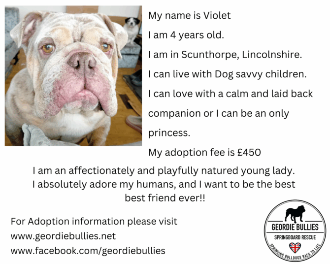 Violet – Ready for Adoption! – Yorkshire & Humberside