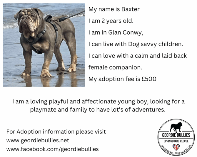 Baxter – Ready for Adoption! – Wales