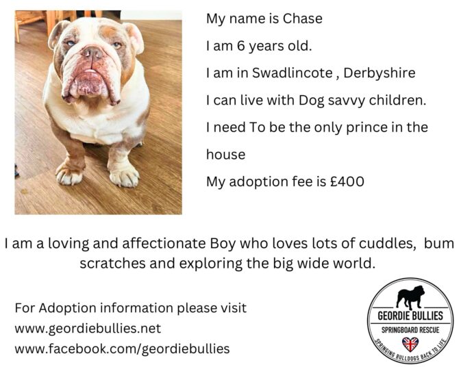 Chase – Ready for Adoption! – Midlands
