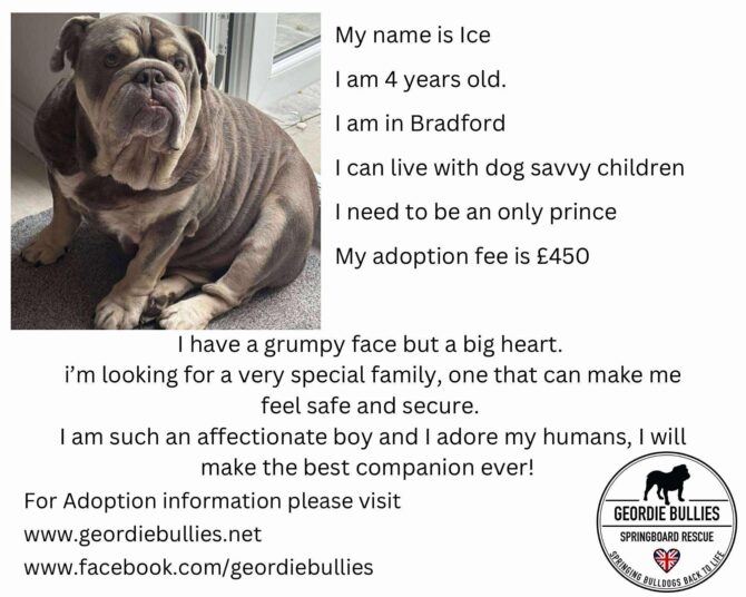 Ice – Ready For Adoption! – Yorkshire & Humberside