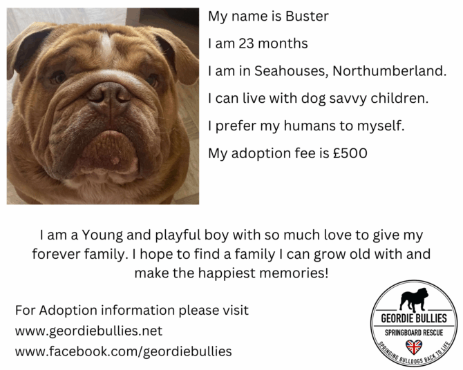 Buster – Ready for Adoption! – North East
