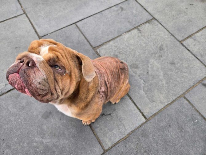 Buster – In Foster – North East
