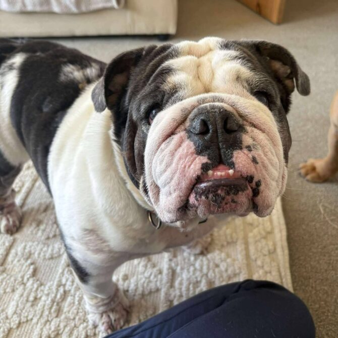 Freckles – In Foster – North West
