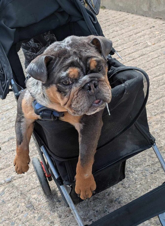 Marley- In Foster – Midlands