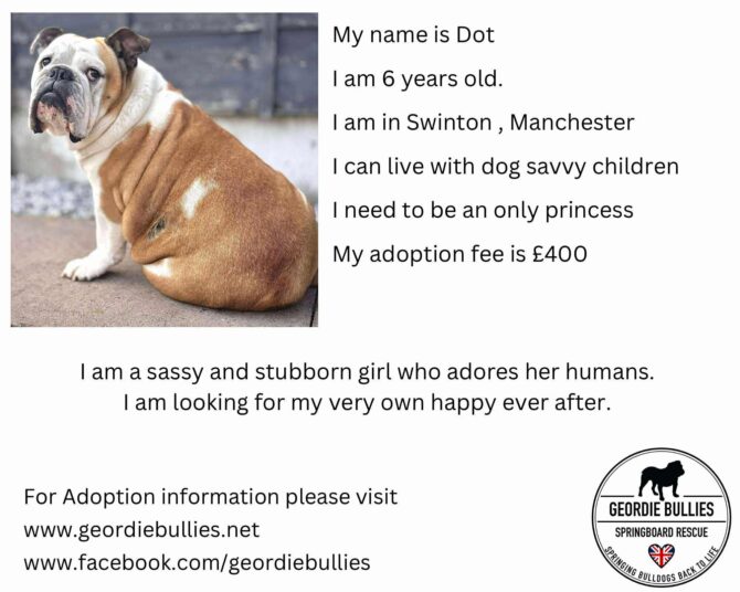 Dot – Ready for Adoption! – North West