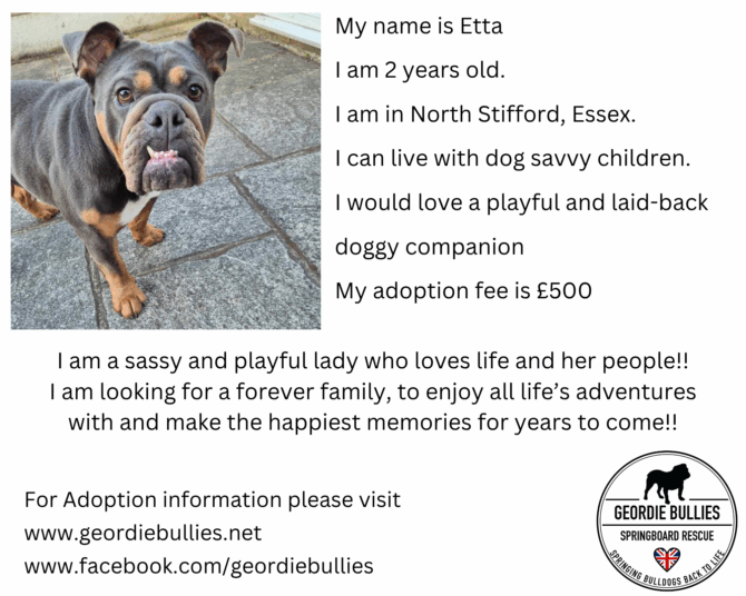 Etta – Ready for Adoption! – South East