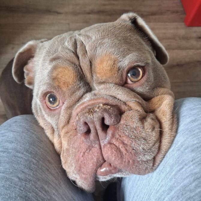 Dave – In Foster – South East