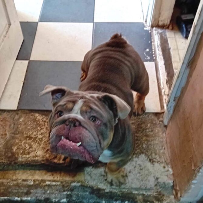 Tess – In Foster – Yorkshire & Humberside