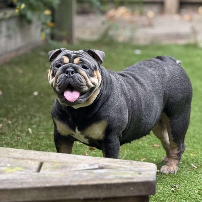 Darla – In Foster – North West