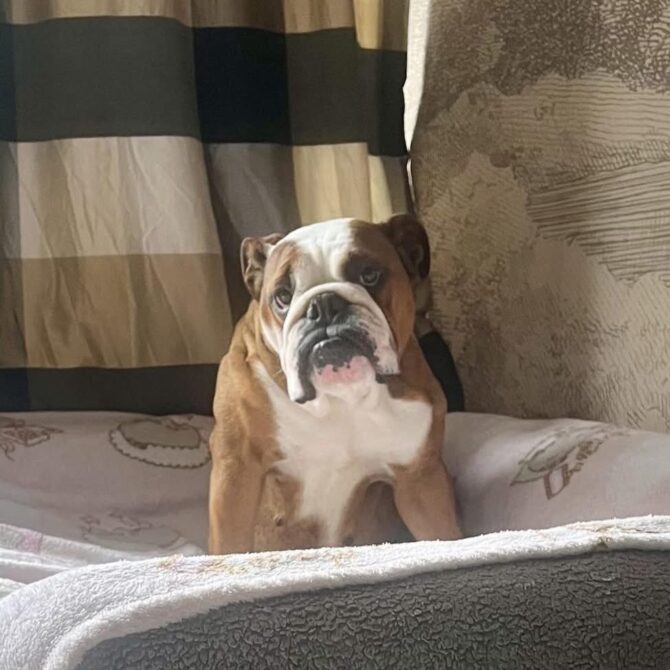 Layla – In Foster – Yorkshire & Humberside
