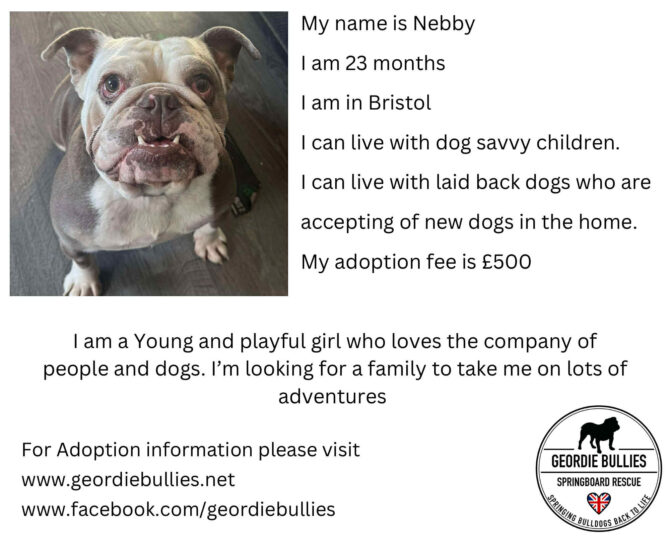 Nebby – Ready For Adoption – South West
