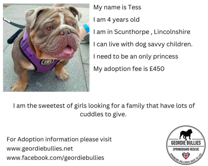 Tess – ready for adoption – Yorkshire & Humberside