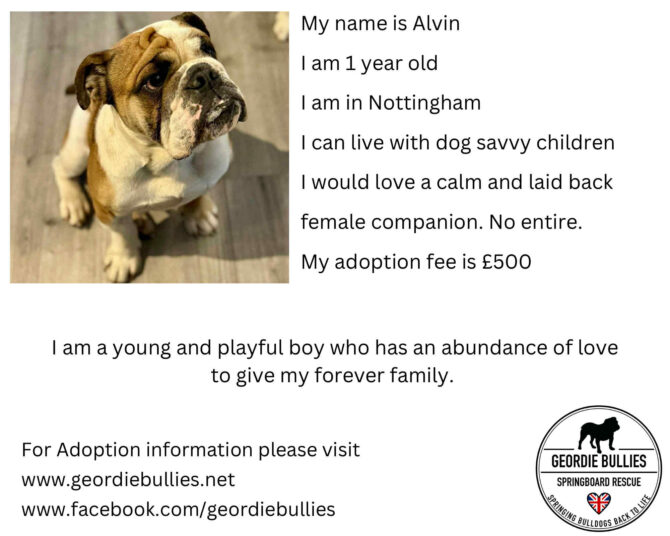 Alvin – Applications Open – Midlands