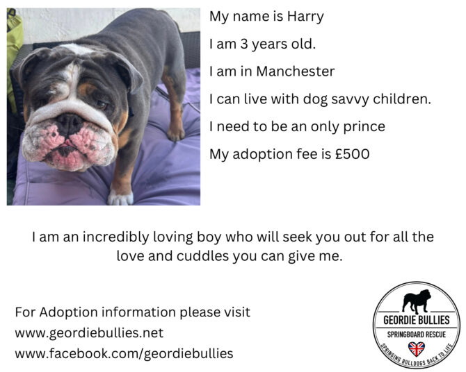 Harry – Ready For Adoption – North West